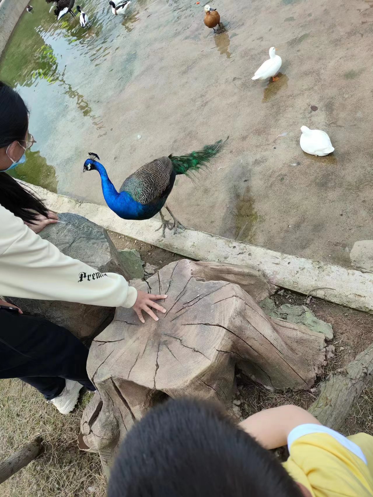 孔雀
