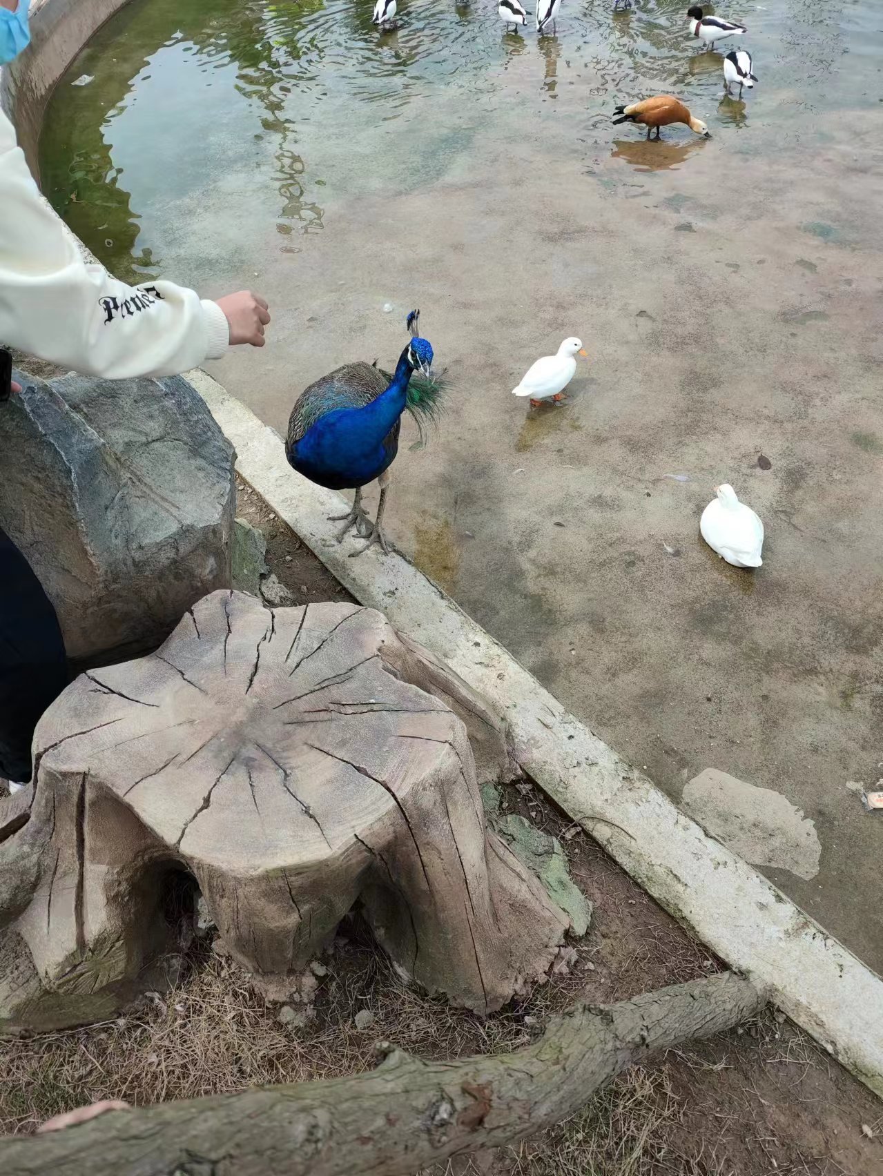 孔雀